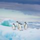 Adelie penguins, Antarctica