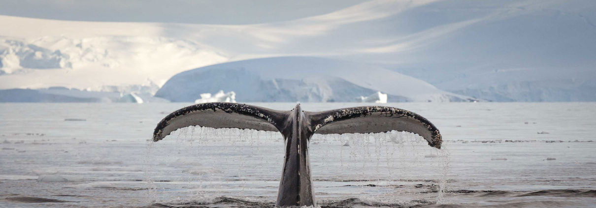 Humpback whale, Antarctica
