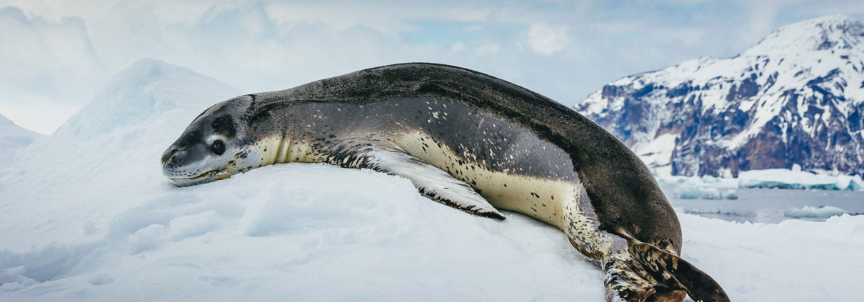 Leopard seal, Antarctica