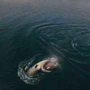 Orca, Antarctica