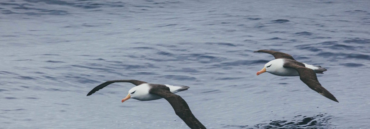 Albatross, polar front
