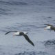 Albatross, polar front