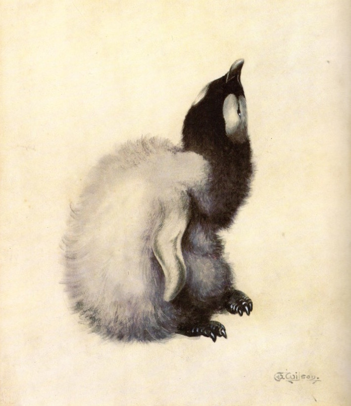 Emperor penguin chick, Edward Wilson